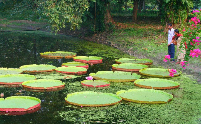 India Calcutta Botanical Garden Botanical Garden Bangla - Calcutta - India