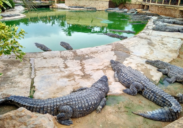 Tunisia Djerba djerba Crocodiles farm djerba Crocodiles farm Medenine - Djerba - Tunisia