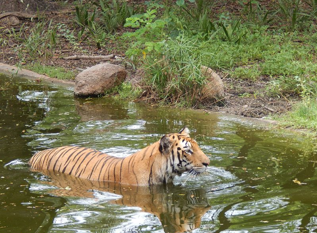 India Hyderabad Nehru Zoological Park Nehru Zoological Park Hyderabad - Hyderabad - India