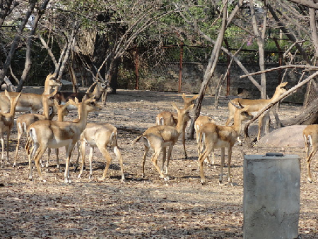 Hyderabad 