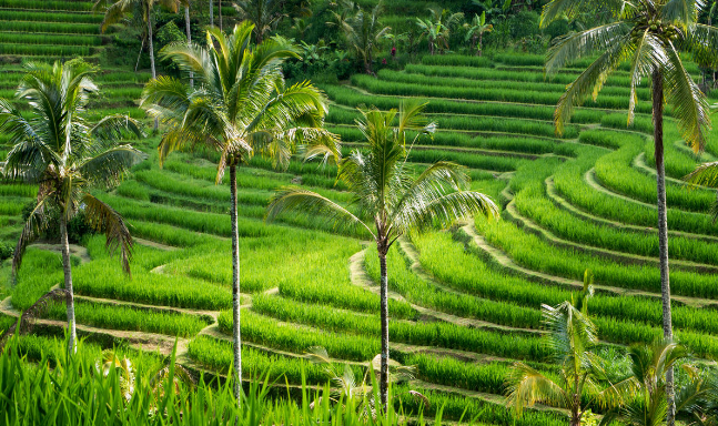 Indonesia Bali Island Jatiluwih Rice Terraces Jatiluwih Rice Terraces Bali Island - Bali Island - Indonesia