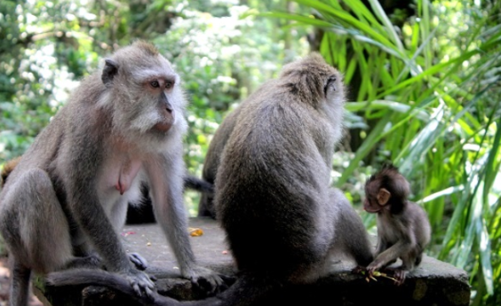 Indonesia Ubud Mandala Wisata Wanara Wana Mandala Wisata Wanara Wana Mandala Wisata Wanara Wana - Ubud - Indonesia