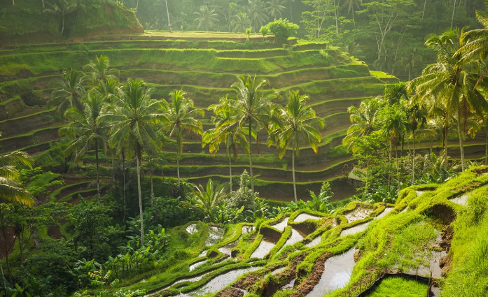 Indonesia Bali Island Tegallalang Rice Terraces Tegallalang Rice Terraces Bali Island - Bali Island - Indonesia