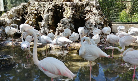 Iran Esfahan Birds Garden of Isfahan Birds Garden of Isfahan Esfahan - Esfahan - Iran