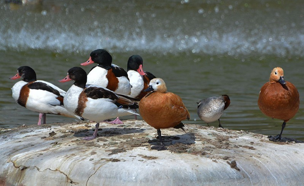 Iran Esfahan Birds Garden of Isfahan Birds Garden of Isfahan Iran - Esfahan - Iran