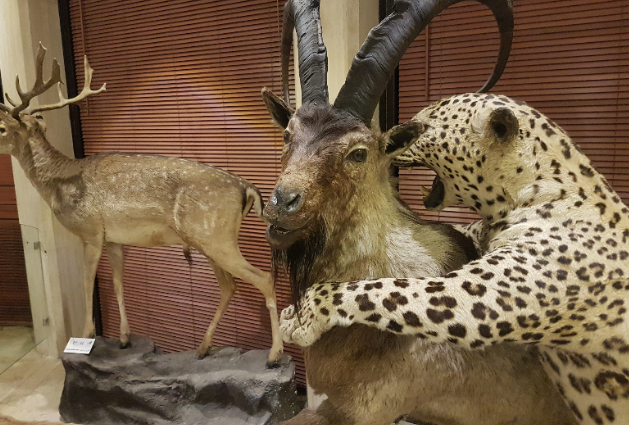 Iran Tehran  Iran Wildlife and Nature Museum - Dar Abad Iran Wildlife and Nature Museum - Dar Abad Iran - Tehran  - Iran
