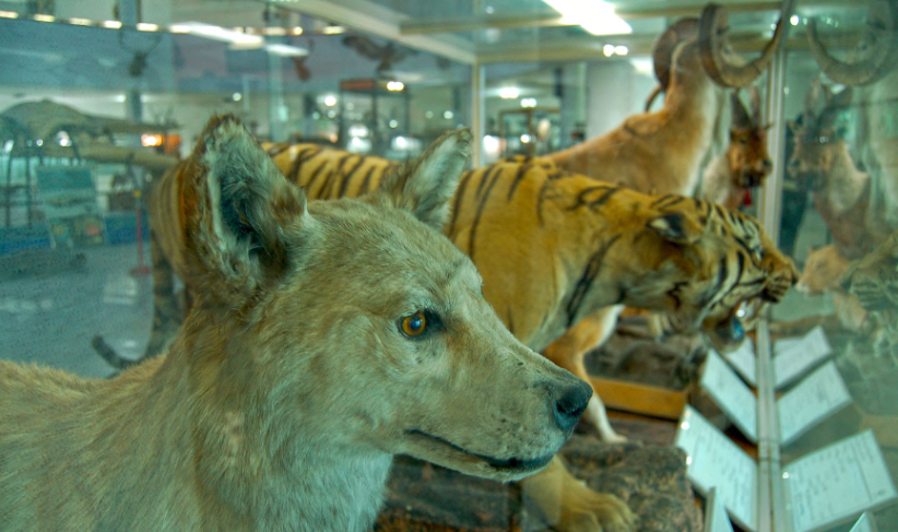 Iran Shiraz Museum of Natural History and Technology Museum of Natural History and Technology Iran - Shiraz - Iran