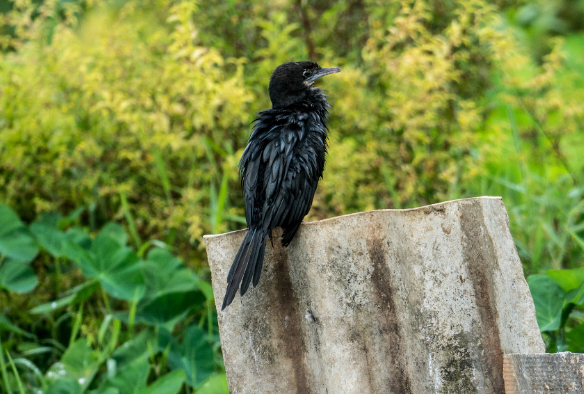 Sri Lanka Colombo Attidiya Bird Sanctuary Attidiya Bird Sanctuary Colombo - Colombo - Sri Lanka