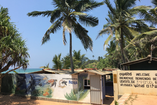 Sri Lanka Colombo Kosgoda Sea Turtle Conservation Project Kosgoda Sea Turtle Conservation Project Colombo - Colombo - Sri Lanka