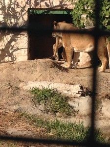 Kuwait Kuwait City Kuwait Zoo Kuwait Zoo Al Asamah - Kuwait City - Kuwait