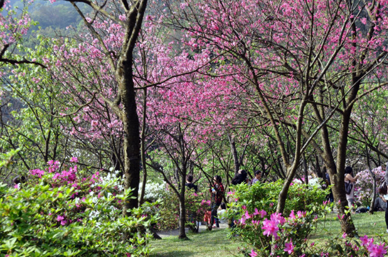 Taiwan Taipei Yangmingshan National Park Yangmingshan National Park Taipei Hsien - Taipei - Taiwan