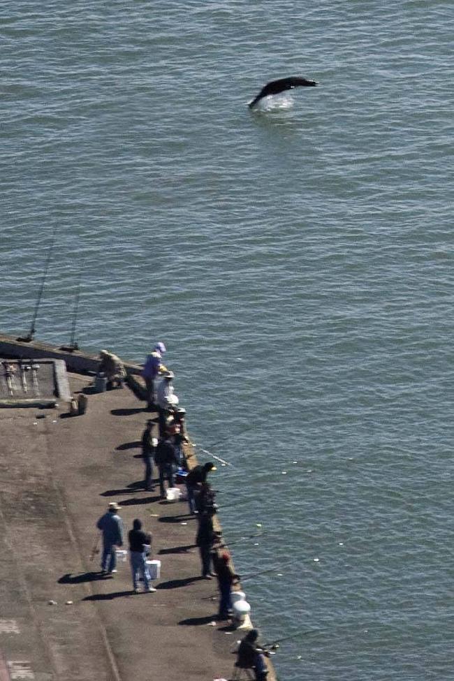 United States of America San Francisco  Fishing Pier Fishing Pier San Francisco - San Francisco  - United States of America