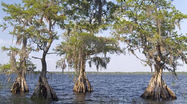 United States of America Orlando  The Nature Conservancy´s Disney Wilderness Preserve The Nature Conservancy´s Disney Wilderness Preserve Orlando - Orlando  - United States of America