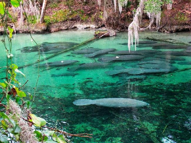 United States of America Orlando  Blue Spring State Park Blue Spring State Park Orlando - Orlando  - United States of America