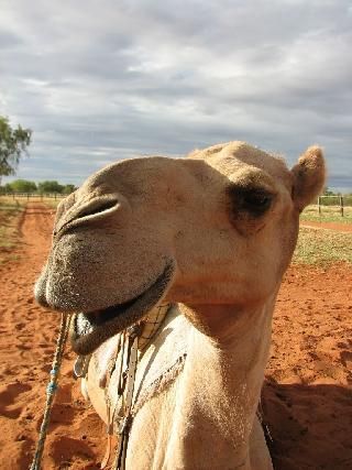 Niger Agadez  Camellos Market Camellos Market Agadez - Agadez  - Niger