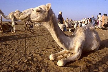 Niger Agadez  Camellos Market Camellos Market Agadez - Agadez  - Niger