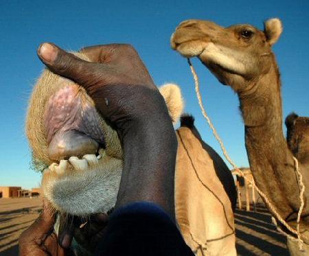 Niamey 