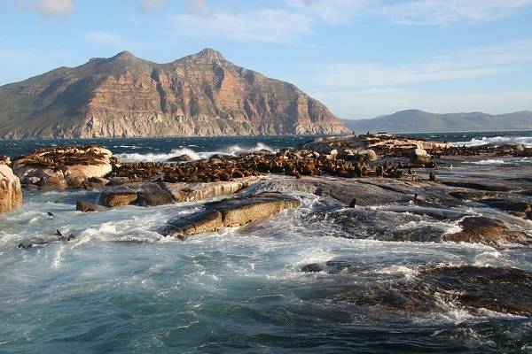 South Africa Cape Town  Duiker Island Duiker Island Duiker Island - Cape Town  - South Africa