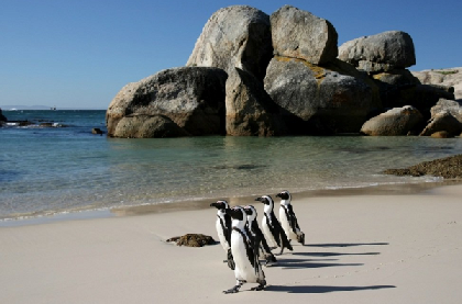 Hotels near Boulders Beach  Cape Town