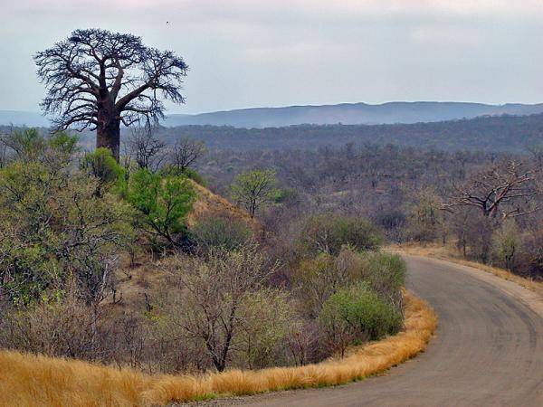 South Africa Kruger National Park Baobab Hill Baobab Hill Mpumalanga - Kruger National Park - South Africa