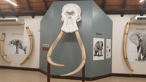 South Africa Kruger National Park Elephant Hall Elephant Hall South Africa - Kruger National Park - South Africa