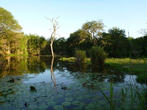 South Africa Kruger National Park Lake Panic Lake Panic Mpumalanga - Kruger National Park - South Africa