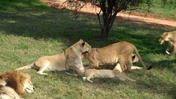 South Africa Johannesburg Lion Park Lion Park South Africa - Johannesburg - South Africa