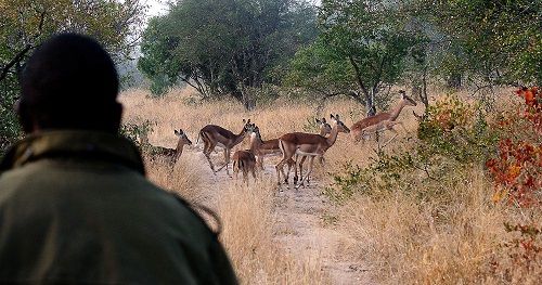 South Africa Kruger National Park Manyeleti Game Reserve Manyeleti Game Reserve Mpumalanga - Kruger National Park - South Africa
