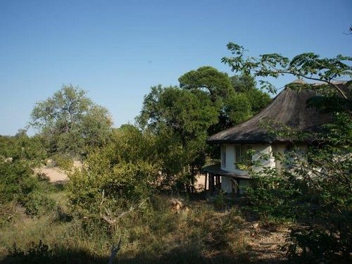 South Africa Kruger National Park Ntsiri Nature Reserve Ntsiri Nature Reserve Mpumalanga - Kruger National Park - South Africa