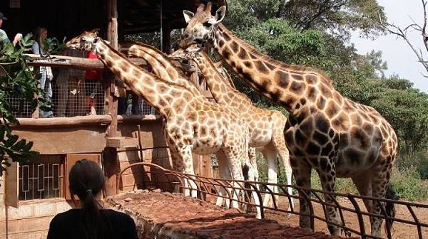 Kenya Nairobi Center Giraffe Center Giraffe Center Giraffe - Nairobi - Kenya