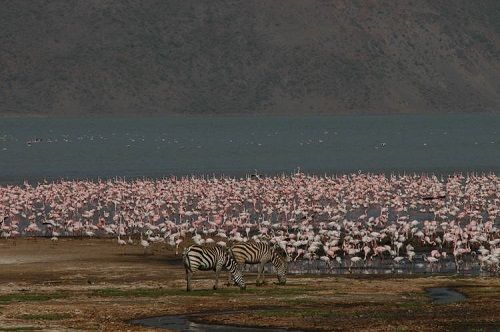 Kenya Nakuru  KENYA LAKE SYSTEM IN THE GREAT RIFT VALLEY KENYA LAKE SYSTEM IN THE GREAT RIFT VALLEY Nakuru - Nakuru  - Kenya