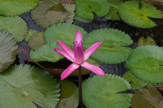 Brazil Rio De Janeiro Botanical Garden Botanical Garden South America - Rio De Janeiro - Brazil