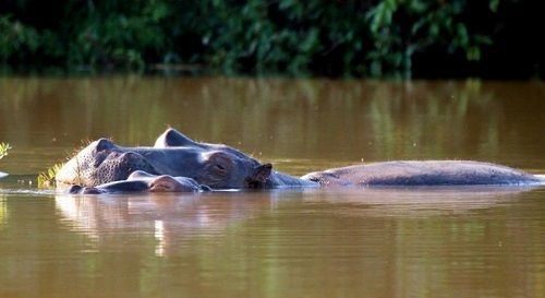 Zimbabwe Harare Hippo pools wilderness Camp Hippo pools wilderness Camp Harare - Harare - Zimbabwe