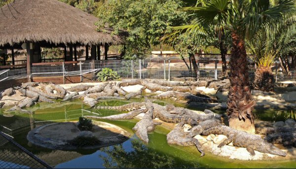 Spain Torremolinos Crocodile Park Crocodile Park Spain - Torremolinos - Spain