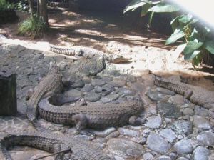 Mauritius Senneville Vanille Crocodile Park Vanille Crocodile Park Grand Port - Senneville - Mauritius