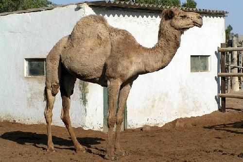 Namibia Swakopmund  Camel Farm Camel Farm Swakopmund - Swakopmund  - Namibia