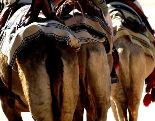 Namibia Swakopmund  Camel Farm Camel Farm Africa - Swakopmund  - Namibia