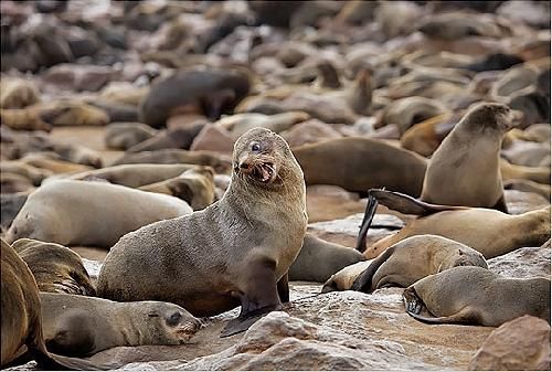 Namibia Swakopmund  Cape Cross Seals Reserve Cape Cross Seals Reserve Swakopmund - Swakopmund  - Namibia