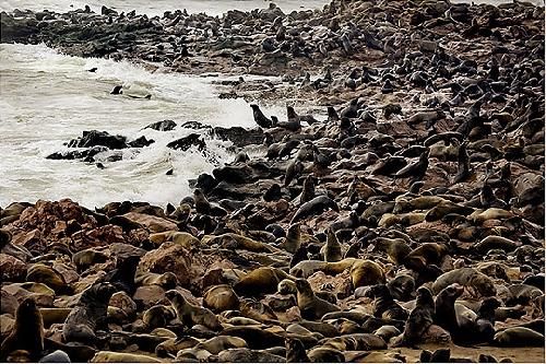 Namibia Swakopmund  Cape Cross Seals Reserve Cape Cross Seals Reserve Swakopmund - Swakopmund  - Namibia