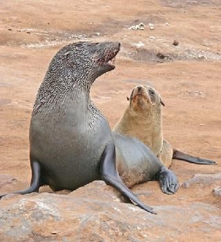 Namibia Swakopmund  Cape Cross Seals Reserve Cape Cross Seals Reserve Swakopmund - Swakopmund  - Namibia