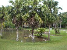 Mauritius Curepipe  Botanical Garden Botanical Garden Plaines Wilhelm - Curepipe  - Mauritius