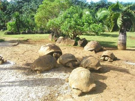 Vanille Crocodile Park