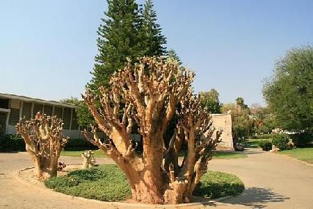 Khomas 