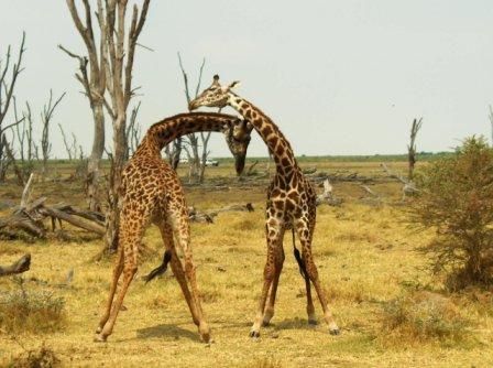Arusha