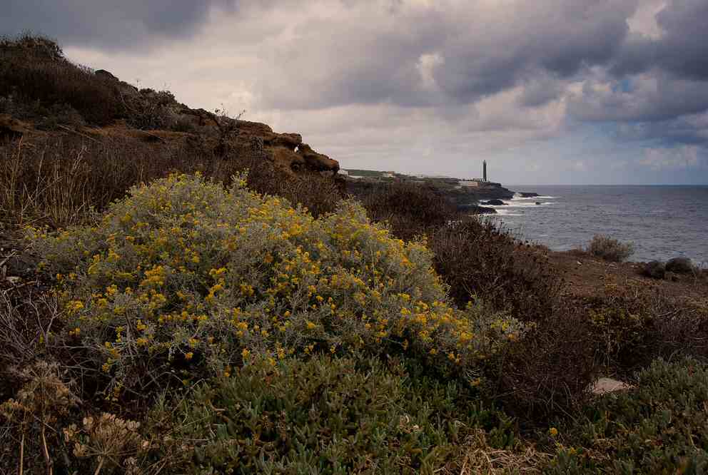 Spain  Barlovento Barlovento La Palma -  - Spain