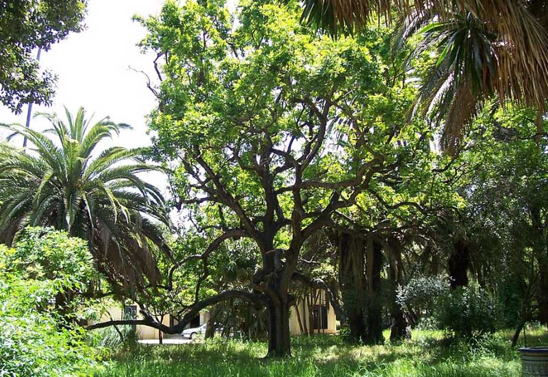 Spain Algeciras las Acacias Park las Acacias Park Algeciras - Algeciras - Spain