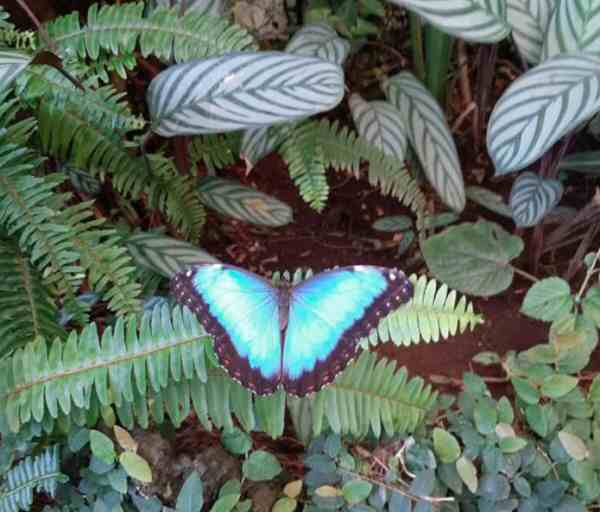 Spain Icod De Los Vinos Mariposario El Drago Mariposario El Drago Icod De Los Vinos - Icod De Los Vinos - Spain