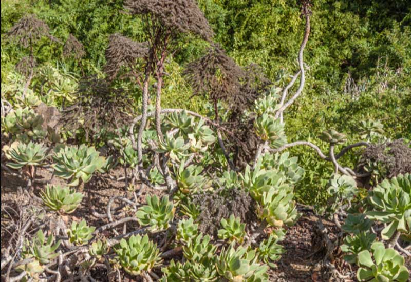 Spain San Cristobal De La Laguna Aeonium Aeonium Tenerife - San Cristobal De La Laguna - Spain