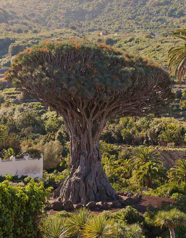 Spain Icod De Los Vinos El Drago Park El Drago Park Tenerife - Icod De Los Vinos - Spain