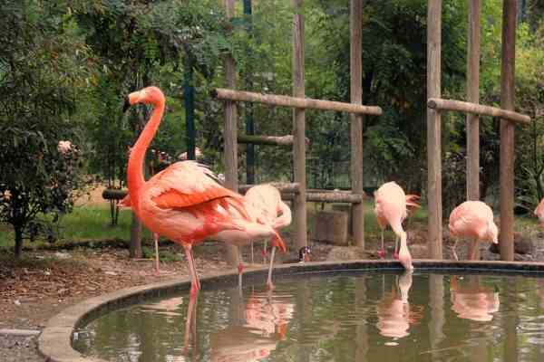 Spain Santillana Del Mar Santillana Del Mar Zoo Santillana Del Mar Zoo Santillana Del Mar - Santillana Del Mar - Spain